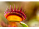 Dionaea muscipula Cross teeth