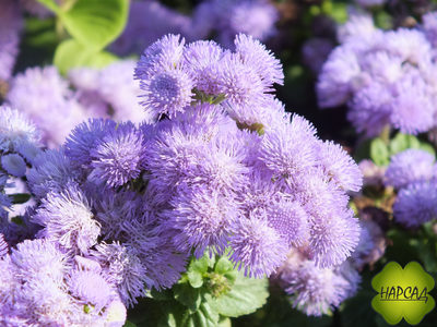 АГЕРАТУМ 6 ШТ