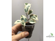 Ficus Benjamina De Gantel / фикус Бенджамина Де гантель
