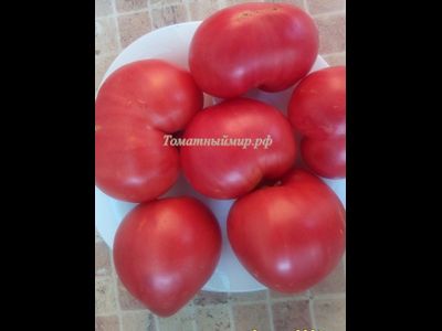 Томат Гордость Грайтмара (Grightmire's Pride) США