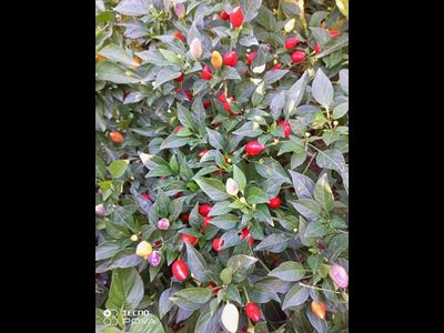 Перец острый Barra do Ribeiro