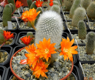 Aylostera muscula - 10 семян