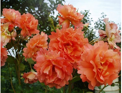 Вестерленд  (Westerland)  шраб.   Kordes