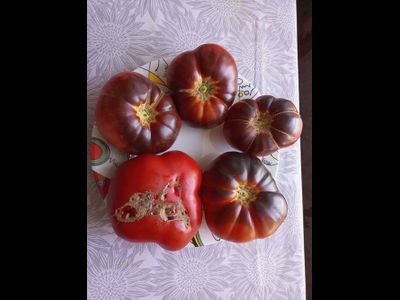 Томат Оранжево-красный Блюз (Orange red Blues)