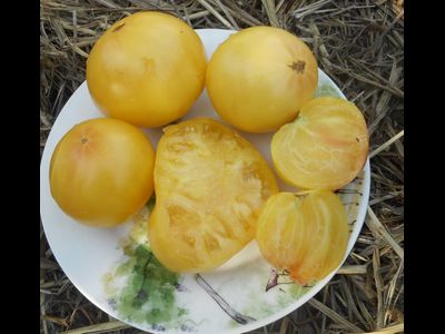 Томат Гном Сладкая Сью (Dwarf Sweet Sue)