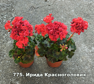Пеларгония Ирида Красноголовик