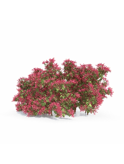 кусты Абелия блестящая 01 01