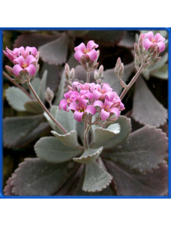 Kalanchoe pumila