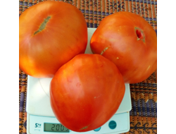 Томат Минусинские шары (усл)