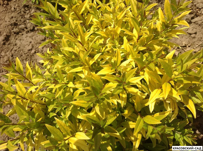 Бирючина Ауреа - Aurea