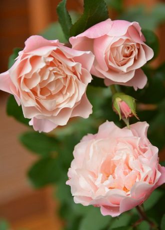 Дафна (Porcelaine d&#039;Orient,Daphne) японская роза