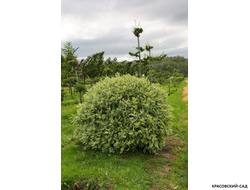 Топиар Дерен белый Элегантиссима в форме шара - Elegantissima