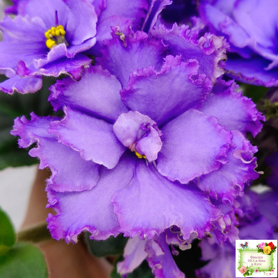 Blue Dragon (LLG/P.Sorano) (9516) 12/17/2005