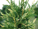 Туя западная Литомишл (Thuja occidentalis Litomysl)