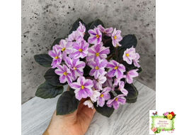 Ness` Spring Blush (D. Ness) химера (стартер сорт)