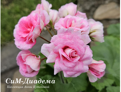 Пеларгония Диадема фото