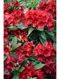 Рододендрон Dotella