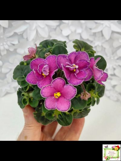 Ma&#039;s Melody Girl (O. Robinson) (гёрл-лист)