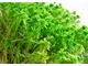 Гидролат Мха сфагнума (Sphagnum palustre) 100 мл