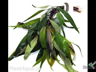 Лимонник стрикта (пучок)