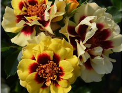 Сансет Бебилон Айз (Sunset Babylon Eyes)