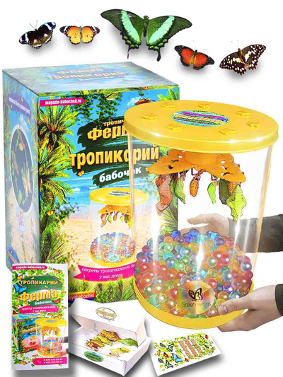 Тропикарий-Ферма Бабочек 5шт. куколок с большой бабочкой