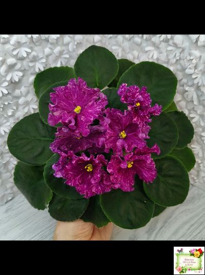 АВ-Тайны Востока (Фиалковод) 2022 г. (детка)