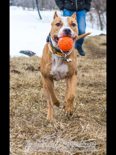Doglike Мяч  большой (Оранжевый)