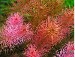 Ротала валлиха (горшок)