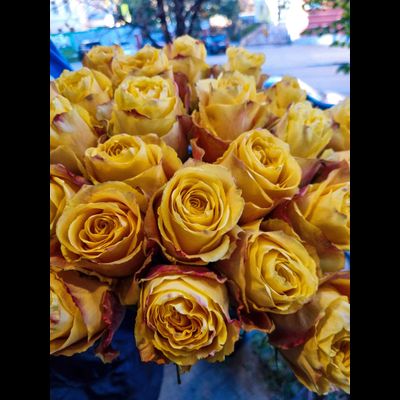 Роза Эквадор 70 см 15 шт