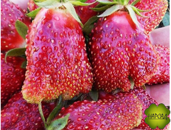 КЛУБНИКА (ЗЕМКЛУБНИКА) "КУПЧИХА" (СР.-РАННЯЯ, СЛАДКАЯ БЕЗ КИСЛОТЫ, САМАЯ ВКУСНАЯ!)