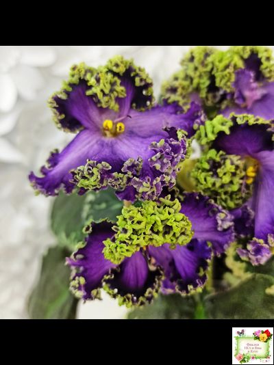 ЛЕ-Галатея Люкс (Е. Лебецкая) 2019 г.