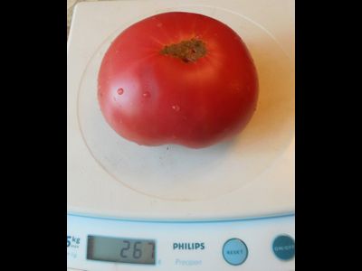 Томат Самые лучшие