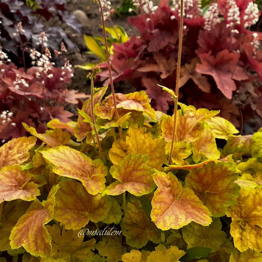 Heuchera Miracle  Гейхера Миракл