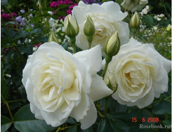 Роза флорибунда Schneewittchen (Iceberg, Fee des Neiges), C5