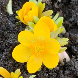 Eranthis &quot;Orange Glow&quot;