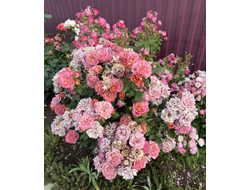 ВЕСНА-Инкогнито (Incognito)