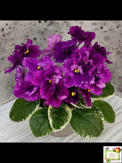 ЛЕ-Адреналин (Е. Лебецкая) 2020 г.