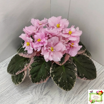 Rivermist Pearls (J. Baker) (10974) 04/13/2018