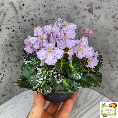 Н-Чехарда (Н. Бердникова) 2020 г. (пестролистный гёрл)