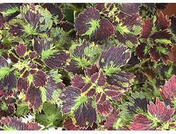 Колеус Tilt-a-Whirl