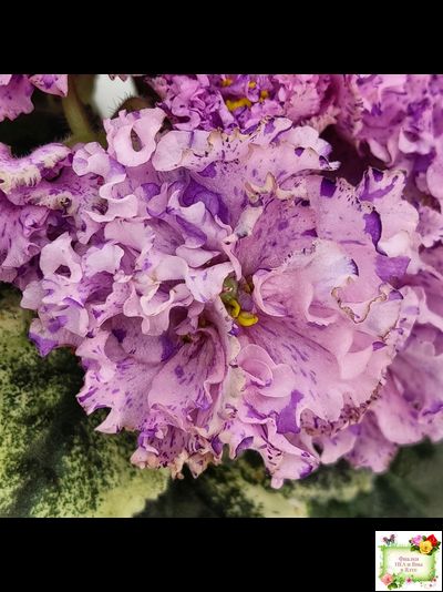 АВ-Розовое Шампанское (Фиалковод) 2020 г.