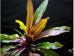 Эхинодорус Горемана (куст)