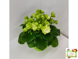 Irish Flirt (S.Sorano) (Айриш Флирт) 11/07/91