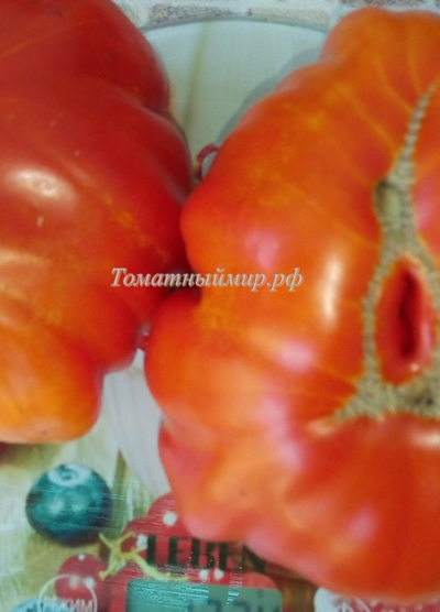 Томат Гигант Фарина (Gigante Farina, Италия)