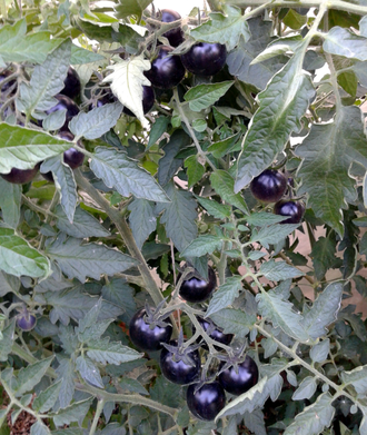 Семена томата Хельсинг Джаншн Блюз