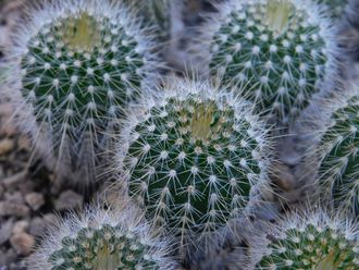 Eriocactus claviceps var. HU 500 (D=10-15mm)