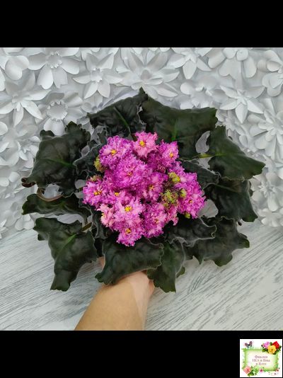 БР-Сочная Ягодка Люкс (С. и Н. Буркацкие) 2022 г.