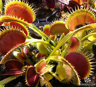 Dionaea muscipula Uk-2