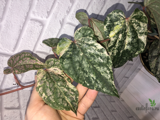 Перчик Сильватикум вариегатный / Piper Sylvaticum variegated